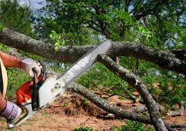 Reliable Chenango Bridge, NY Tree Care Solutions